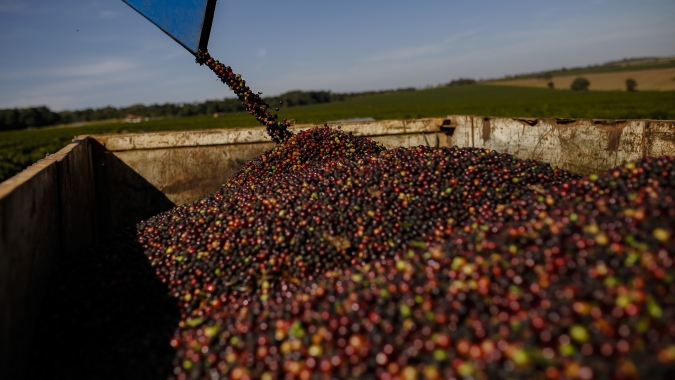 Após dias de ganhos, preços do café recuam em realização de lucros na manhã desta 4ª feira (19)