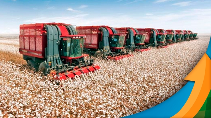 Colheita do algodão está perto do fim no Mato Grosso e produção será 23% menor