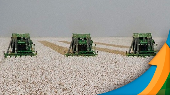 Apesar de dificuldades climáticas, MS fecha safra de algodão com aumento na produtividade