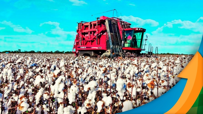 Colheita do algodão avança rápido em MG e rendimento de plumas surpreende positivamente