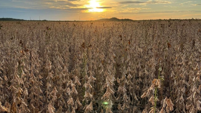 Colheita da safra brasileira 2021/22 de soja atinge 11,3%, indica Safras & Mercado