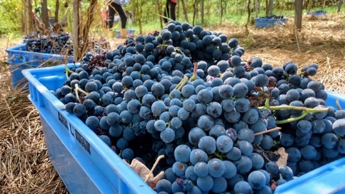 Reunião da Câmara Setorial da Uva e do Vinho faz levantamento das perdas e cria GT