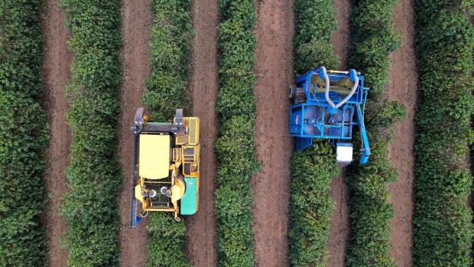 Cooxupé registra 30,9% da colheita de café entre os cooperados