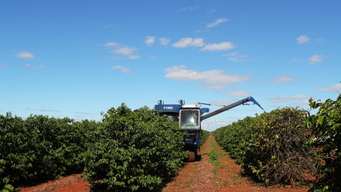 Colheita de café 24/25 do Brasil atinge 58%, diz Safras