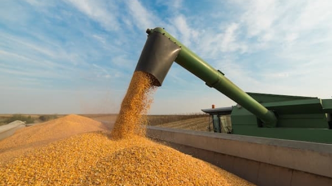 Vai faltar milho no Brasil em 2024? País deverá produzir menos do que no ano passado