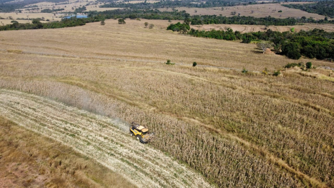 Emater inicia colheita de 100 hectares de milho para disponibilizar sementes a agricultores familiares