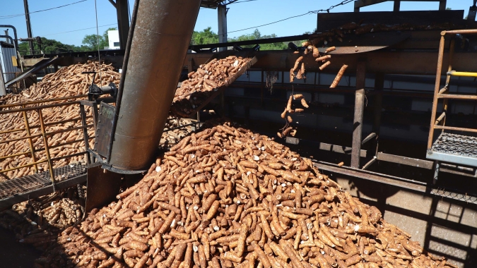 Ajudados pelo clima, produtores de mandioca retomam colheita no Paraná