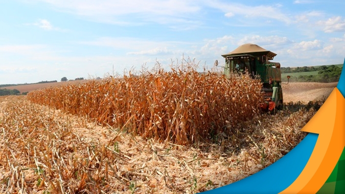 Colheita do milho safrinha em Darcinópolis (TO) termina registrando boas médias de produtividade