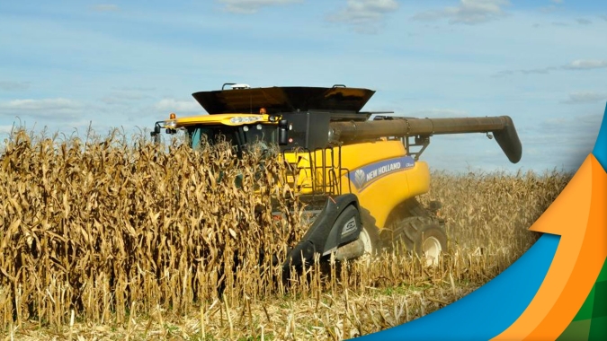 Maranhão está prestes a encerrar colheita do milho com boas produtividades