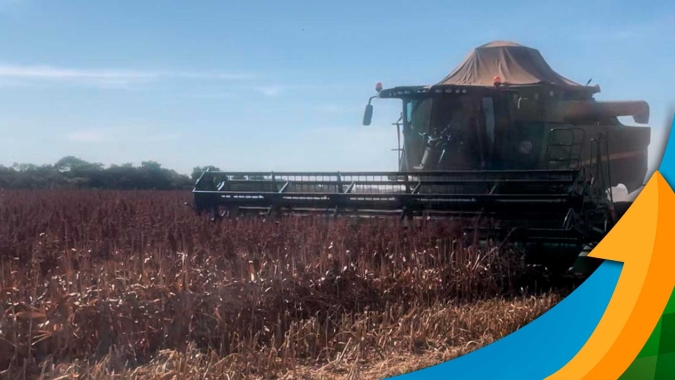 Paracatu/MG está há 90 dias sem chuva e produtor finaliza colheita do sorgo com perdas