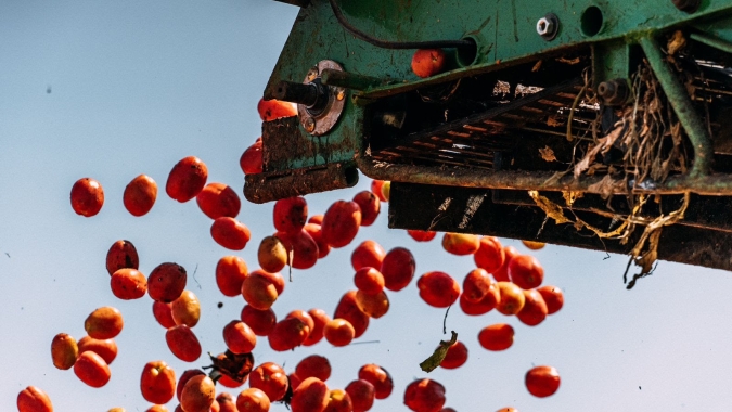 Safra do tomate industrial deve se recuperar em 2024, mas cenário é incerto