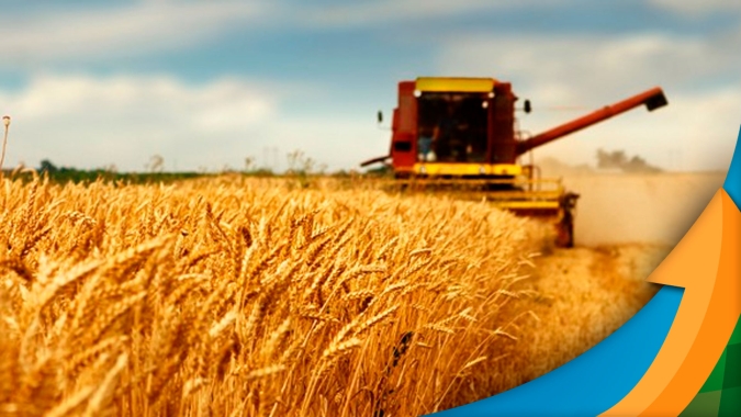 Colheita do trigo está perto do fim em Ponta Grossa/PR com confirmação de perda de produtividade e de qualidade