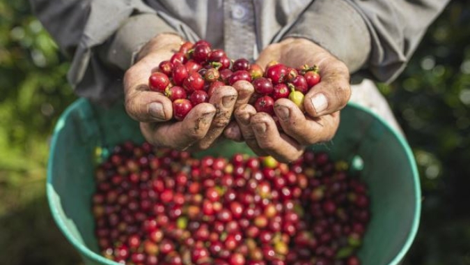 Mercado do café continua com pouca fluidez e teve um dia de ajustes em NY e Londres