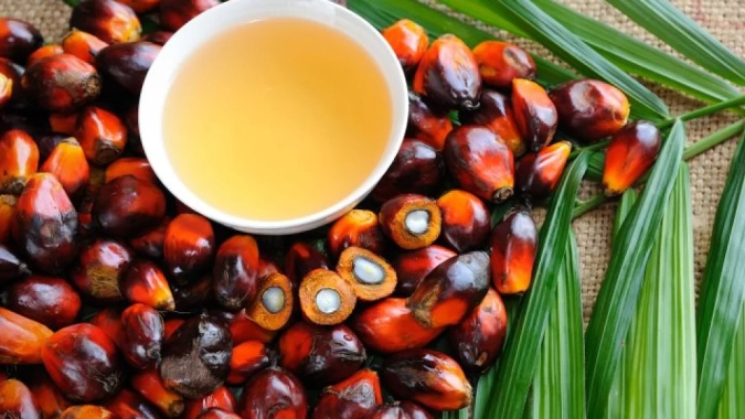 Indonésia se torna 1º país do mundo a adotar biodiesel B50 à base de óleo de palma