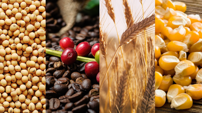 Commodities agrícolas continuam acelerando altas nas bolsas, lideradas pelo café em NY e trigo em Chicago
