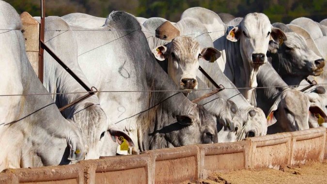 Agrobrazil: mercado do boi gordo recua em 3 das 5 principais praças pecuárias acompanhadas
