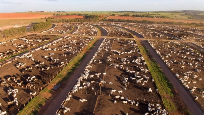 Confinamentos nos EUA registram menor entrada de animais em 30 anos para os meses de agosto; oferta de carne segue apertada