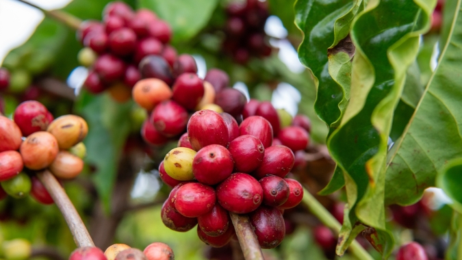 Café fecha em alta com preocupação de que El Niño possa afetar a próxima safra do BR