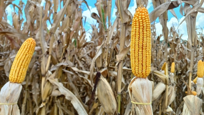 Futuros do milho voltam a subir na B3, saltam 1% nesta quinta-feira e março/27 passa dos R$ 81,00
