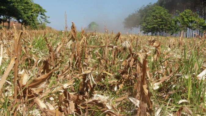 Novo zoneamento agrícola altera as janelas de plantio do consórcio milho-braquiária em MS