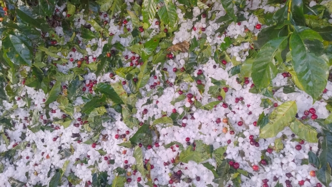 Fora do comum: Granizo atinge cafezais no Sul de MG e acarreta fortes prejuízos para safra/26