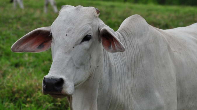 Pecuarista tem até o próximo domingo (30/06) para fazer a declaração de rebanho em Goiás