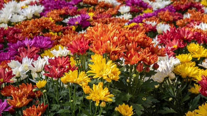 Produtores de flores comemoram aquecimento do setor