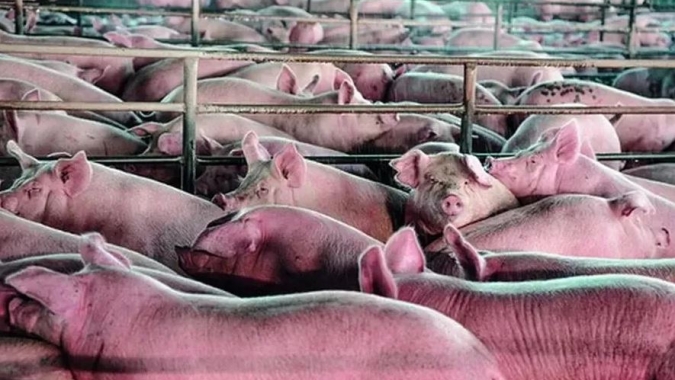 Suinocultura cresce 2,2% em mão de obra ocupada, mas enfrenta retração geral no agro em 2025