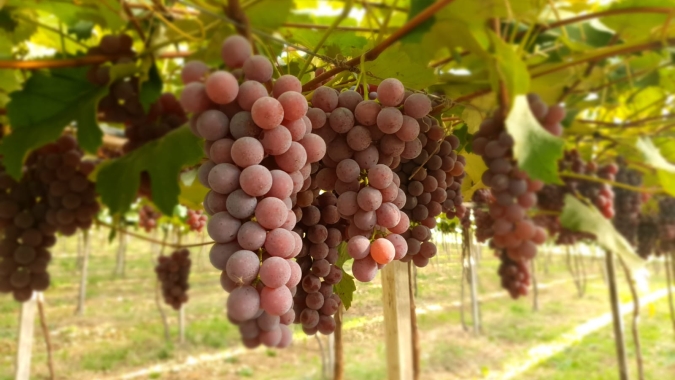 Levantamento da Emater/RS-Ascar indica safra de uva acima do “normal” na Serra Gaúcha