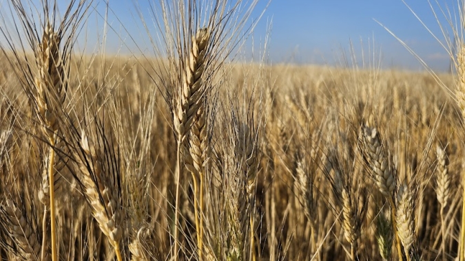 Canadá vê queda na produção de trigo, canola, aveia e cevada em 2023