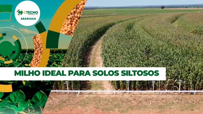 Pesquisa com milho busca híbridos eficientes e adubação apropriada para viabilizar segunda safra em solos siltosos