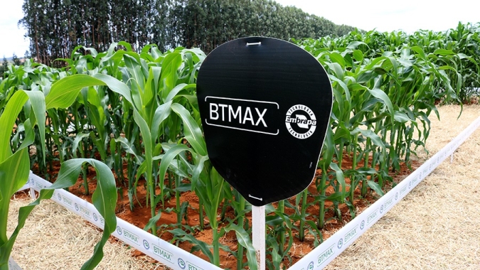 Embrapa e Helix apresentam milho transgênico totalmente desenvolvido no Brasil