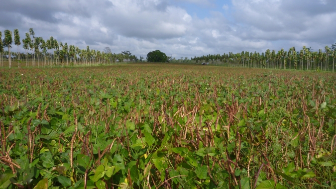 Embrapa atualiza Zoneamento Agrícola de Risco Climático (Zarc) para 14 culturas agrícolas no Amapá