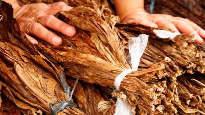 Setor do tabaco mobiliza parlamentares e produtores para defenderem produção nacional