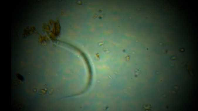 Controle biológico do nematoide ganha espaço nas lavouras de cana-de-açúcar do estado de São Paulo
