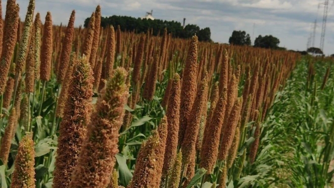 Conheça os benefícios do milheto granífero na estruturação do solo, recomposição de nutrientes e alimentação do plantel