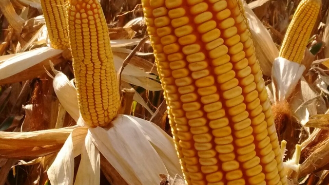 Imea aponta maior produtividade para o milho safrinha do Mato Grosso