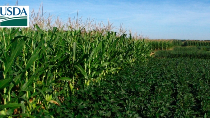 USDA estima área recorde combinando soja e milho nos EUA para safra 2021/22