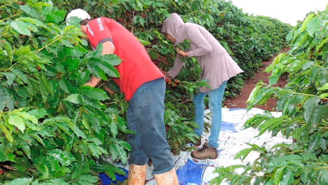 Café: Colheita avança para 5% no sul de Minas Gerais e custo com transporte aumenta por conta da pandemia