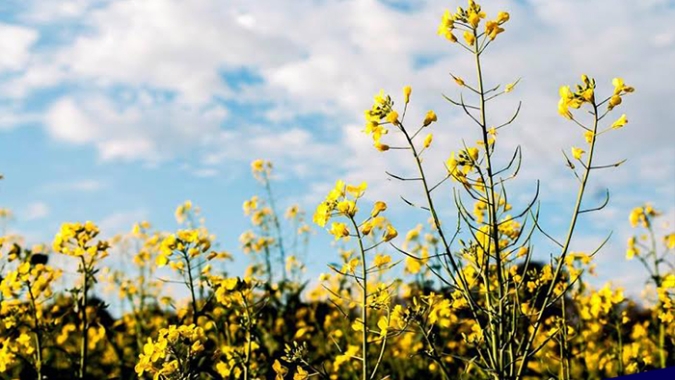Monitor de safras da UE prevê produtividades menores de trigo soft e canola em 2026