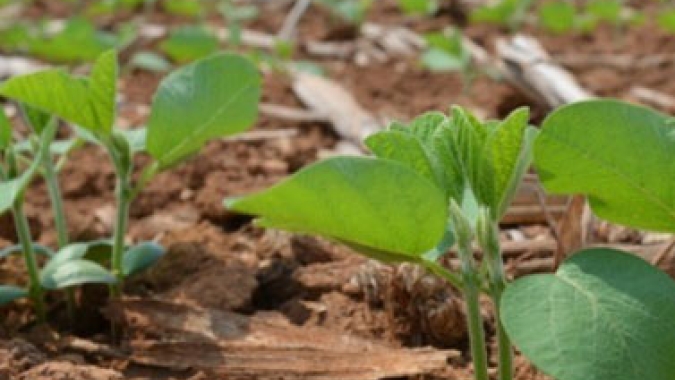 BASF avança em soluções integradas para acelerar a transformação da agricultura