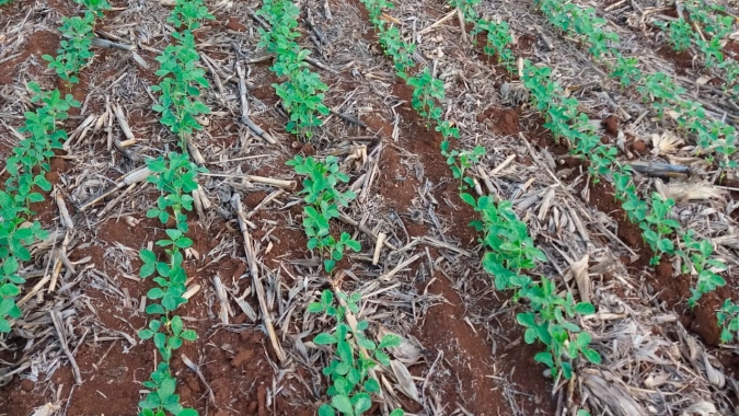 São João/PR já plantou 90% da soja e 100% do milho e agora produtores esperam chuva para desenvolver lavouras