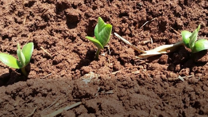 Guia traz orientações para solicitar o reconhecimento internacional como Sistema Importante do Patrimônio Agrícola Mundial