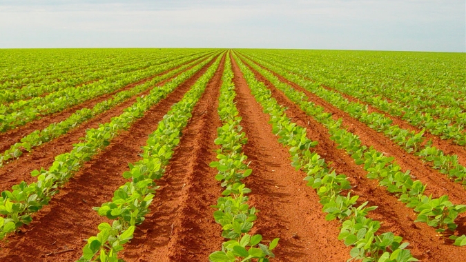 Área de algodão na Bahia deve permanecer estável em meio à queda nos preços de venda internacionais