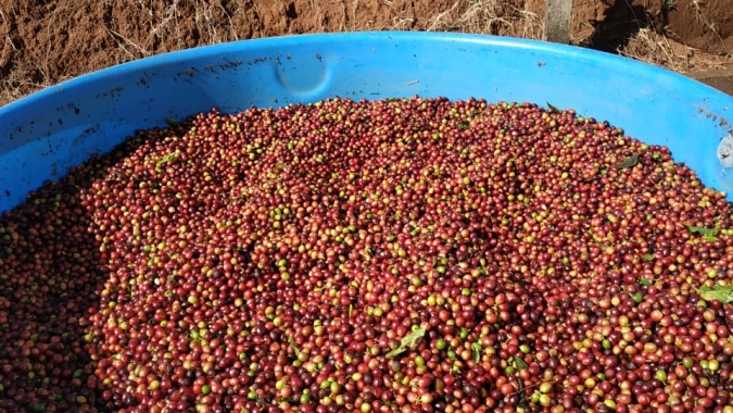 Fermentação controlada: UFLA encontra novo inoculante, que agrega valor à bebida e mira e novo mercado de cafés especiais