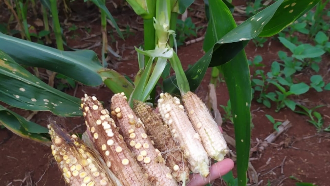 Agricultura alerta para cuidados em relação ao enfezamento do milho