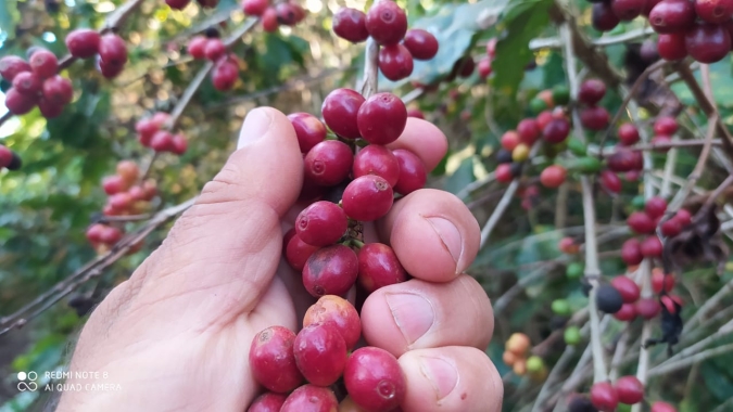 Preços do café iniciam 2ª feira (12) com baixas de mais de 1% em movimento de ajustes nas bolsas internacionais