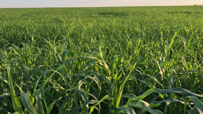 CNA divulga relatório da Aliança Agroeconômica do Centro-Oeste