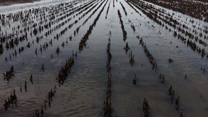 Chuva de janeiro acumula 800 mm em São Gabriel/RS e devasta produção da soja, arroz, mel e pecuária