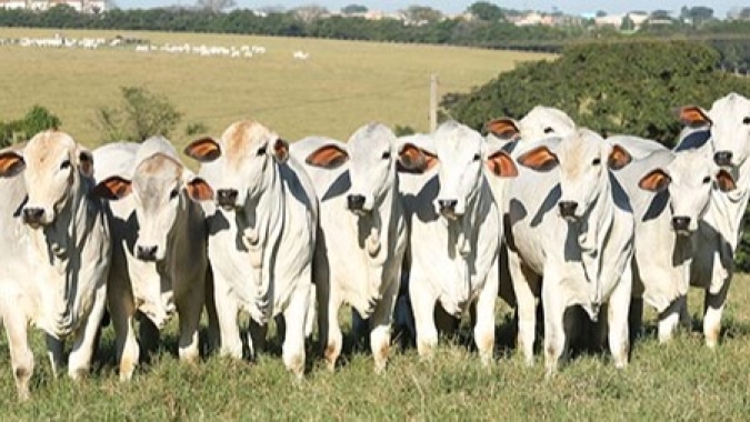 Boi/Cepea: Preço pago pela carne exportada é recorde
